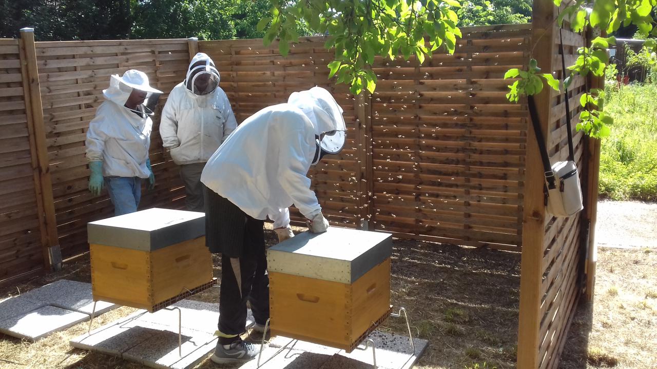 Atelier d'apiculture / Cité-jardin de Stains