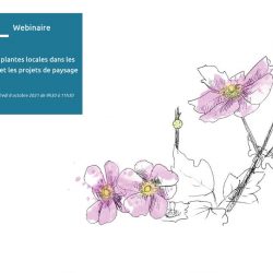 Webinaire - Les plantes locales dans les PLU et les projets de paysage