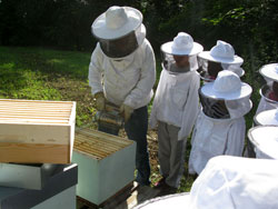 Initiation à l’apiculture