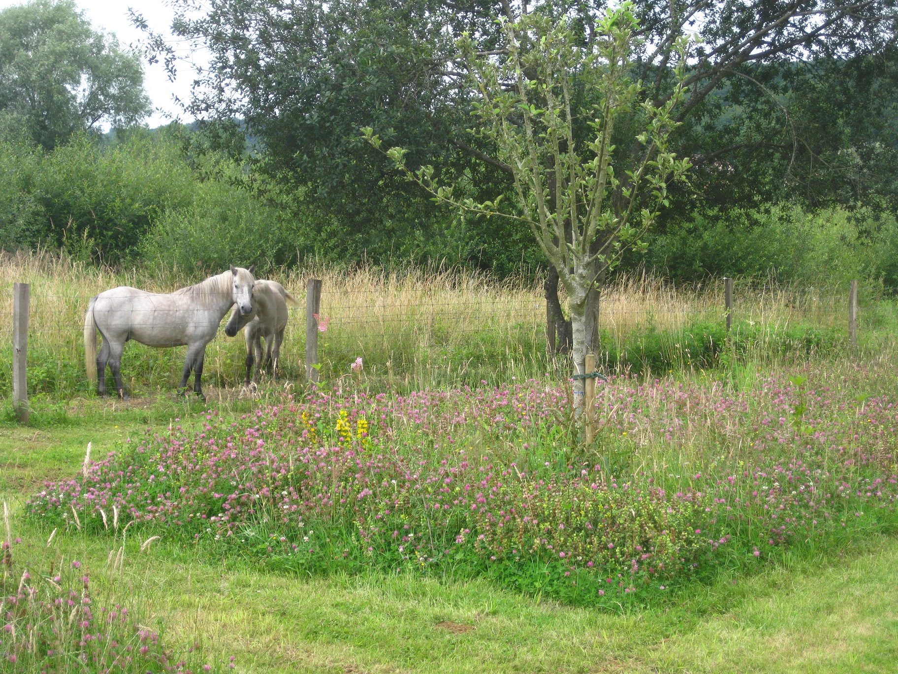 Cité-jardin du Trait, quand le naturel revient au galop