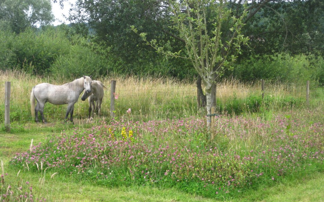 Cité-jardin du Trait, quand le naturel revient au galop