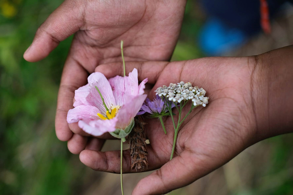 Vente de plantes