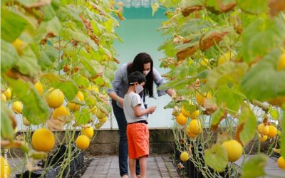La cité-jardin revisitée : urbanisme durable au XXIe siècle