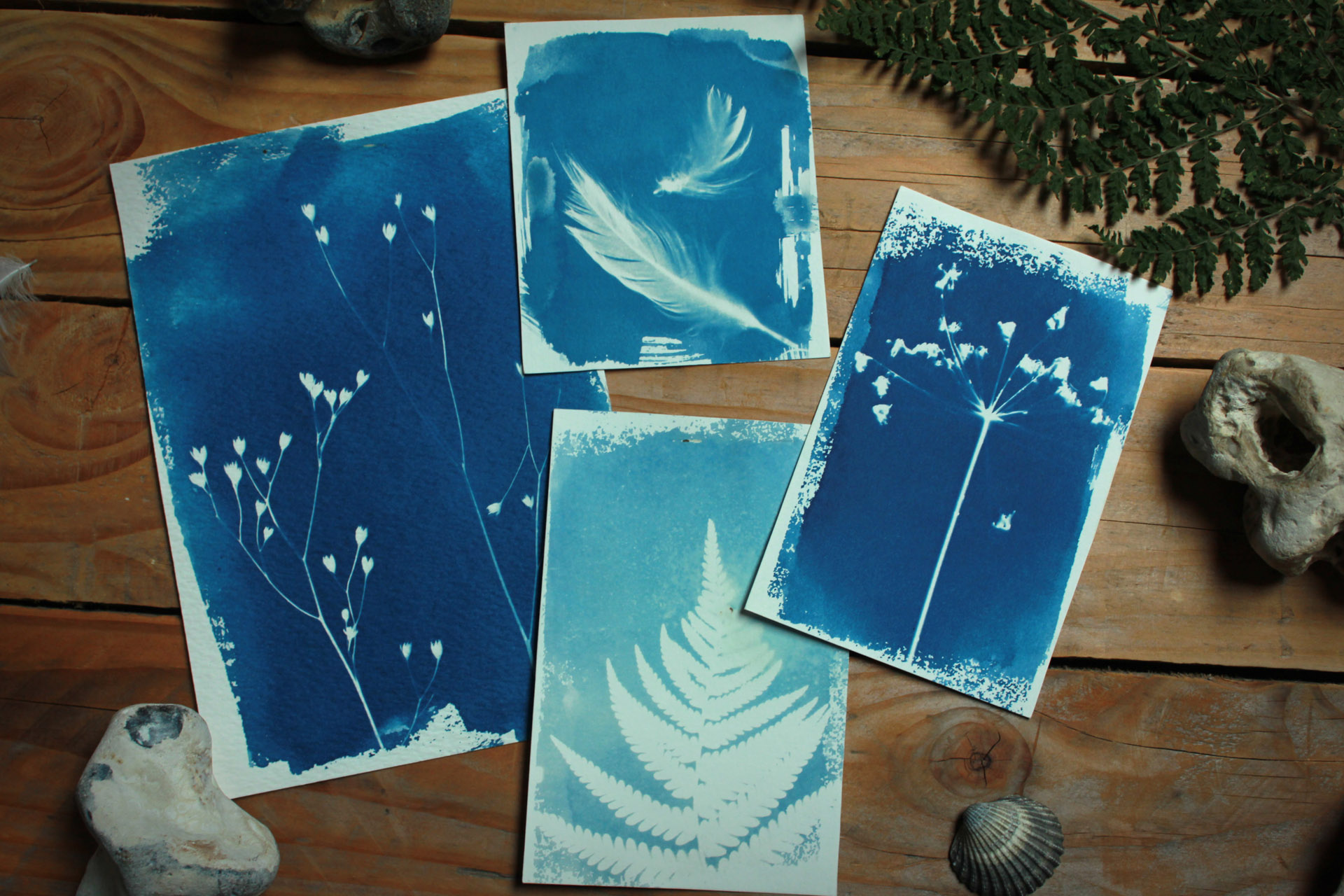 Atelier artistique : technique du cyanotype