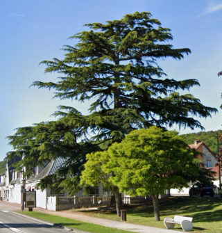 Arbres et histoire de la cité-jardin du Trait en Normandie